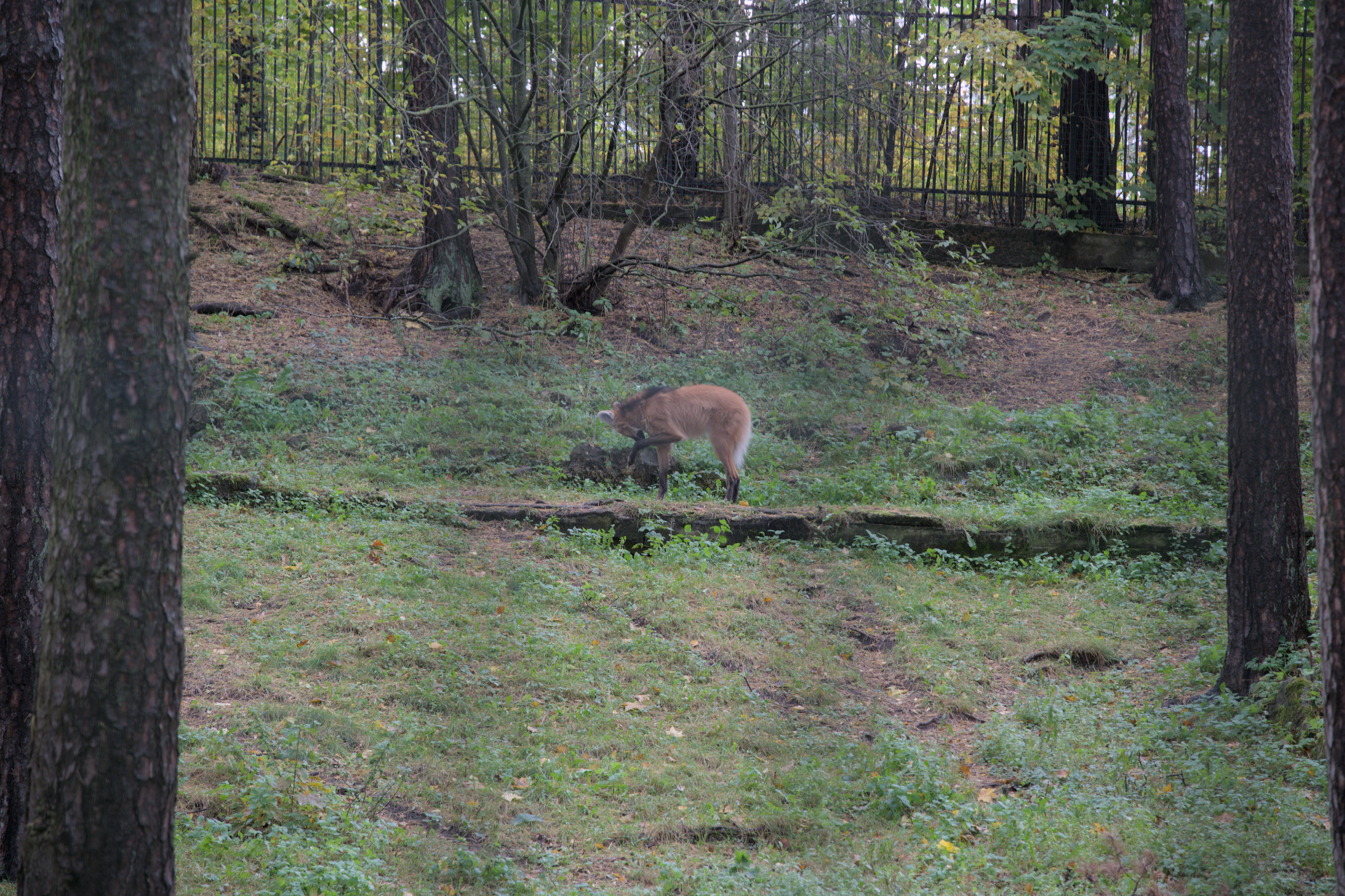 2025/10/12 - zoo/DSC_0053.jpg